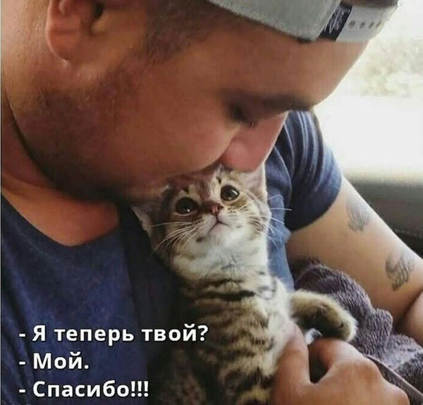 Cat_loving.jpg